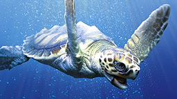 Tortuga